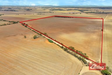 Property Lot 443 Richter Road, Reeves Plains SA 5502 IMAGE 0