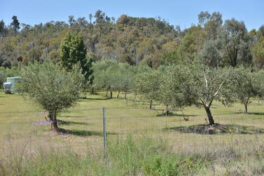 Property 20 Kurrajong Road, COONABARABRAN NSW 2357 IMAGE 0