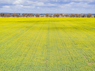 Property Lonsdale Lane, Coolamon  IMAGE 0