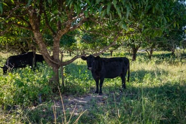 Property 12924 Bruce Highway, Foxdale QLD 4800 IMAGE 0