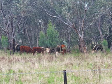 Property BODANGORA NSW 2820 IMAGE 0