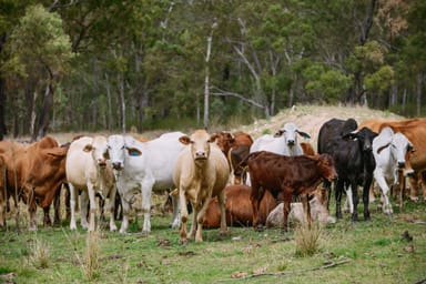 Property 1250 Mount Hector Road, BOYNE VALLEY QLD 4680 IMAGE 0