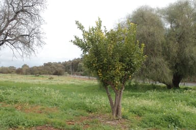 Property 67 Werribee Road, WUNDOWIE WA 6560 IMAGE 0