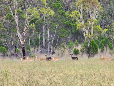 Property 1306 Texas Road, Greenlands QLD 4380 IMAGE 0