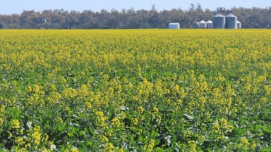 Property "Carpendale Agri" Gore Highway, GOONDIWINDI QLD 4390 IMAGE 0