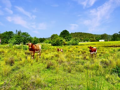 Property Wollombi NSW 2325 IMAGE 0