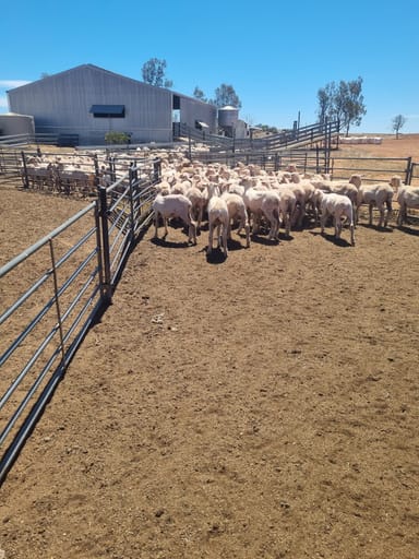 Property Lot 100 Carnamah-Perenjori Road, Carnamah WA 6517 IMAGE 0