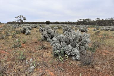 Property 2301 Arumpo Road, Mallee NSW 2738 IMAGE 0