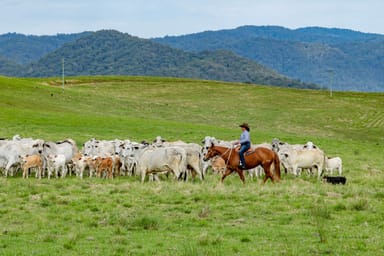 Property 1890 Maleny Kenilworth Road, Conondale QLD 4552 IMAGE 0