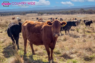 Property 1929 New England Highway, DUNDEE NSW 2370 IMAGE 0