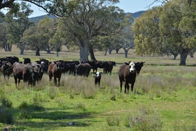 Property 6292 Killarney Gap Road, NARRABRI NSW 2390 IMAGE 0