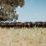 Property 36ML Water, Millmerran QLD 4357 IMAGE 0