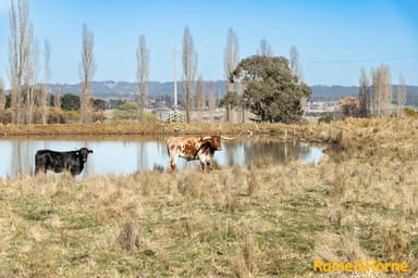 Property 435 Shannon Vale Road, SHANNON VALE NSW 2370 IMAGE 0