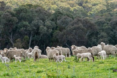 Property 'Old Woman's Creek' 1820 Quartpot Road, ROSEBERG NSW 2793 IMAGE 0