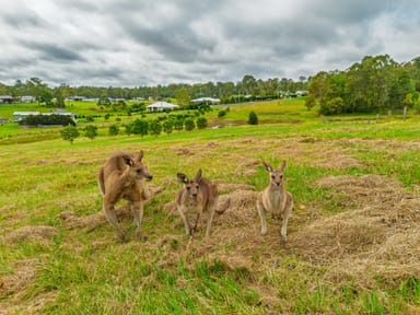 Property 27 Mcmurtrie Rd, Chatsworth QLD 4570 IMAGE 0
