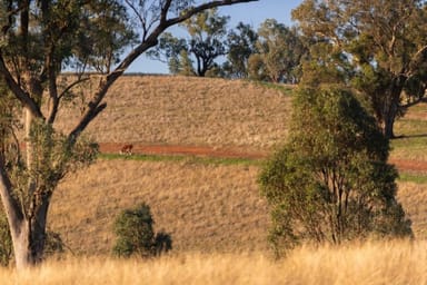 Property Lot 8 Wynyard Hill, Springvale NSW 2650 IMAGE 0
