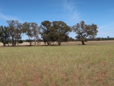 Property 20 Campbells Lane, Coolamon NSW 2701 IMAGE 0