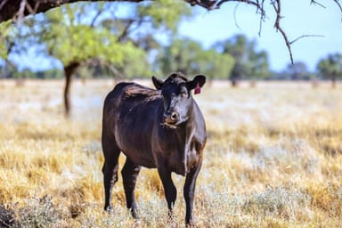 Property "Warrabah" 796 Warrabah Road, Coonamble NSW 2829 IMAGE 0