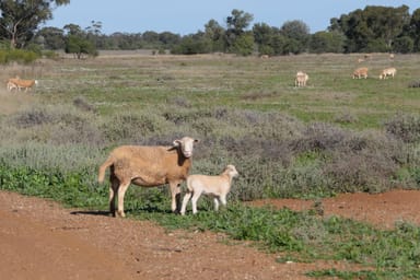 Property 10049 Mitchell Highway West, Coolabah NSW 2831 IMAGE 0