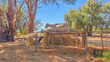 Property 1520 Simmie Road, Strathallan, Echuca VIC 3564 IMAGE 0