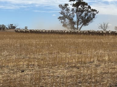 Property Smith's Block, Kellerberrin WA 6410 IMAGE 0