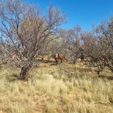 Property Koonmarra Station, Meekatharra WA 6642 IMAGE 0