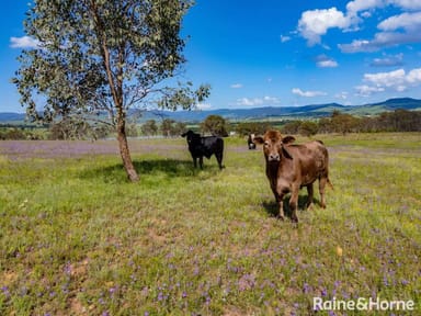 Property Lot 3 Golf Club Lane, Loch Lomond QLD 4370 IMAGE 0