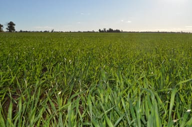 Property 377, Troths Lane, QUANDIALLA NSW 2721 IMAGE 0