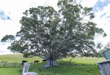 Property 245 Croziers Road, Jaspers Brush NSW 2535 IMAGE 0