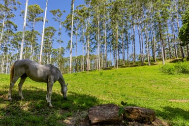 Property Coorabell NSW 2479 IMAGE 0