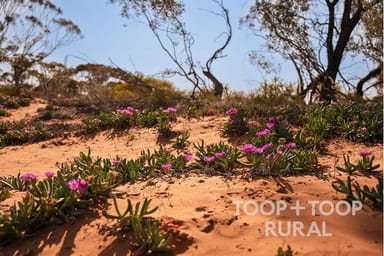 Property Lot 1265 Warnecke Road, Monash SA 5342 IMAGE 0