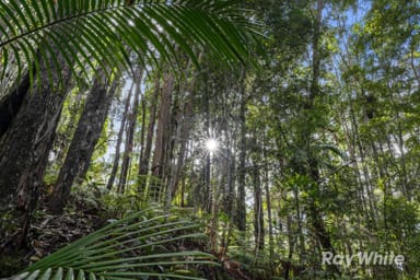 Property 65 Porters Road, Upper Crystal Creek NSW 2484 IMAGE 0