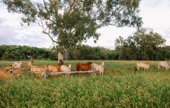 Property 124 Lee Farm Road, Bushley Qld 4702 IMAGE 0