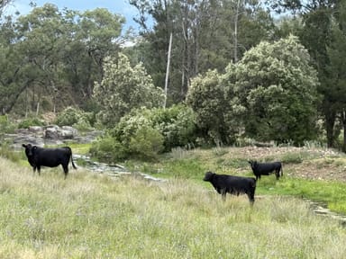 Property "Wylua" Trevallyn Road, UPPER HORTON NSW 2347 IMAGE 0