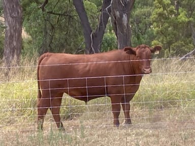 Property 5395 Texas Yelarbon Road, Goondiwindi QLD 4390 IMAGE 0