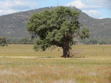 Property 1032 Manna Forest Rd, Burcher NSW 2671 IMAGE 0