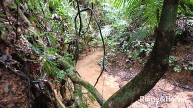 Property 11 Milky Pine Road, DAINTREE QLD 4873 IMAGE 0
