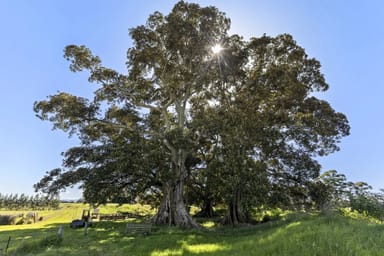 Property 78 Morris Road, Phoenix Park NSW 2321 IMAGE 0