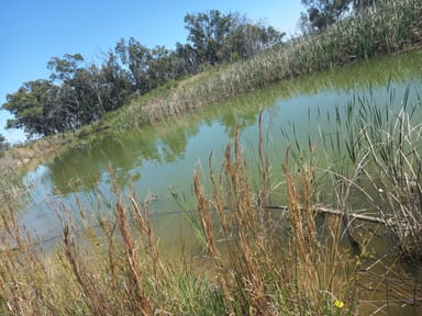 Property 325 Toorawandi Road, Ulamambri NSW 2357 IMAGE 0
