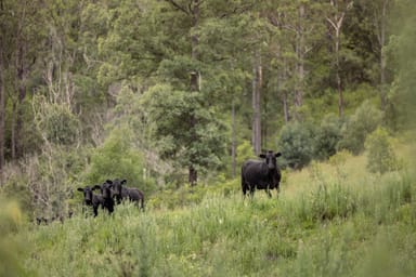 Property 141 Khatambuhl Creek Road, Mount George NSW 2424 IMAGE 0