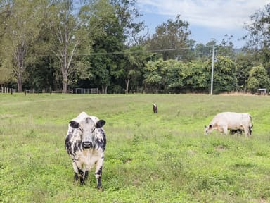 Property 1301 Chichester Dam Road, Bandon Grove, Via, DUNGOG NSW 2420 IMAGE 0