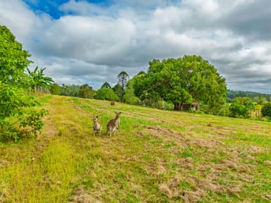 Property 27 Mcmurtrie Rd, Chatsworth QLD 4570 IMAGE 0