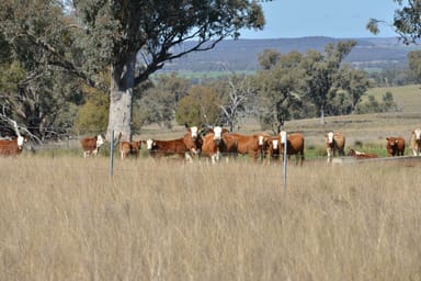 Property 1724 Leaders Road, BINNAWAY NSW 2395 IMAGE 0