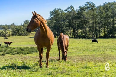 Property Lot 62 Glendonbrook Road, Glendonbrook NSW 2330 IMAGE 0