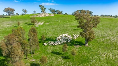 Property 'Part Glenmoira', 524 Munyaplah Settlement Rd, Alma Park NSW 2659 IMAGE 0
