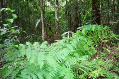 Property Lot 252 Bellthorpe Road, CONONDALE QLD 4552 IMAGE 0