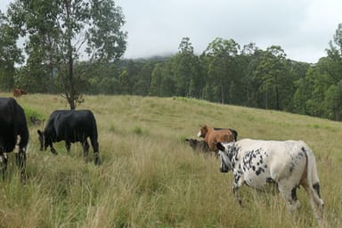 Property Bonalbo NSW 2469 IMAGE 0