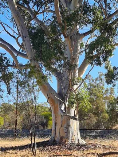 Property 20 Landon Street, Wyening WA 6568 IMAGE 0