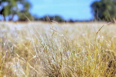 Property "Warrabah" 796 Warrabah Road, Coonamble NSW 2829 IMAGE 0