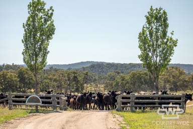 Property 391 Carrot Farm Road, DEEPWATER NSW 2371 IMAGE 0